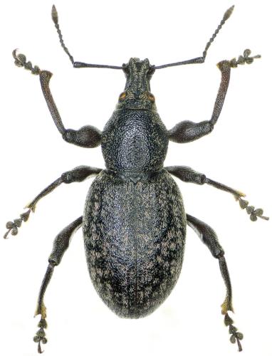 Otiorhynchus insubricus